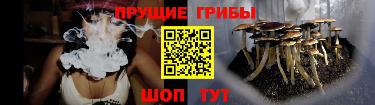 Псилоцибиновые грибы Psilocybe Дербент